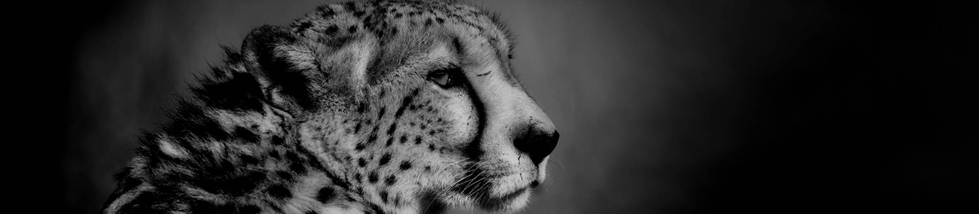 BORNIT – Fundamentflex 2K bornit.testujemy.ovh Silna marka w budownictwie